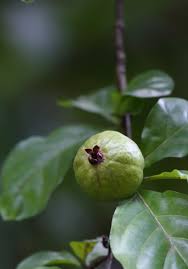 Image result for Catunaregam