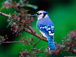 Upload, livestream, and create your own videos, all in hd. Beautiful Colorful Cute Birds Wallpapers 5 Babar Jan1 Flickr