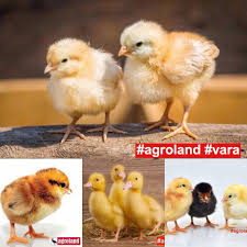 Cea mai mare reţea de magazine agricole din #românia. Cel Mai Bun NouÄƒ PreÈ›uri Mai Mici Noi Cadouri Cu Puicute Skip Hire Durham Com