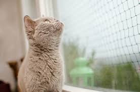 Daher ist es schwierig, eine gesamteinschätzung abzugeben, es kommt tatsächlich auf das einzelne. Katze Alleine Lassen Wie Lange 8 Tipps Fur Arbeit Urlaub Co