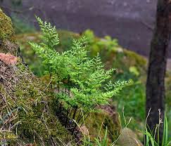 Image result for sleziník Asplenium