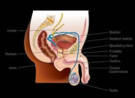 The nccn prostate cancer practice guidelines panel agrees that emergingdata may better define how to select patients for further staging studiesbased on defined risk for identifiable metastasis. Https Www Nccn Org Patients Guidelines Content Pdf Prostate Early Patient Pdf
