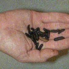 Vermicomposting, waste processing using black soldier fly larvae. Pdf Using The Black Soldier Fly Hermetia Illucens As A Value Added Tool For The Management Of Swine Manure