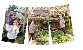 Reupload wisata kebun begonia merupakan wisata taman bunga yang ber lokasi di lembang bandung, tempat wisata bandung terbaru 2021 ga begitu jauh dari de. Taman Bunga Cihideung Lembang Bandung Yang Cantik Dan Romantis Wisata Lembang Bandung