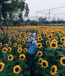 Mencari toko bunga murah di bandung yang sesuai dengan anggaran adalah hal yang mudah bagi anda yang membutuhkan rangkaian bunga mawar indah, cantik dan segar alami. Kunjungi Yuk Wisata Anti Mainstream Kebun Bunga Matahari Sky Garden Paris Van Java Bandung Libur Dulu