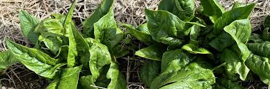 Image result for Spinacia oleracea