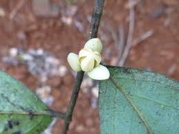 Image result for Polyceratocarpus