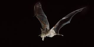 Some people go to great lengths to sell expensive fakes with convincing back stories. Merlin Tuttle S Bat Conservation