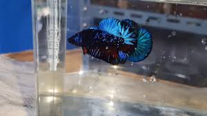 Ikan cupang avatar adalah salah satu ikan hias yang banyak dicari orang. Ikan Cupang Avatar Kalimaya Youtube