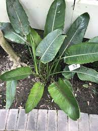 Bird Of Paradise Strelitzia Reginae Zone 9 Height 4 5 Ft Width 4 5 Ft Plant Leaves Birds Of Paradise Plants