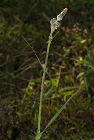 Image result for Sonchus schweinfurthii