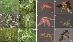 Image result for Habenaria epipactidea