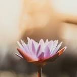 Root to Rise