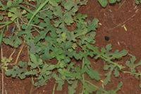 Image result for Cucumis zeyheri