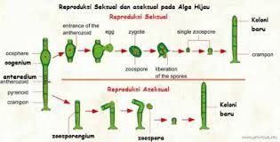Usia penyakit yang belum setahun membuat para ilmuwan tertantang untuk terus menelitinya. Pendidikan Bagian Dan Struktur Ganggang Spirogyra Biologi