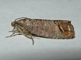 Image result for Cydia microgrammana