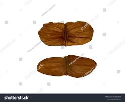 Image result for Hernandiaceae