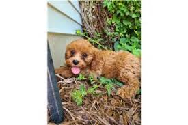 Check spelling or type a new query. Cavapoo Puppies For Sale From Reputable Dog Breeders