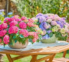 Image result for Pimpinella robynsii