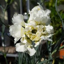 We did not find results for: Dianthus Mrs Sinkins Pink Mrs Sinkins Uploaded By Lydiastirling