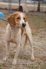Black And White Hound Mix Dog Tahoe Is A 2 Year Old Unaltered Male White And Tan Hound Mix And Is Terribly Underweight He Was Left In A Shelter Drop Kennel And Animals Animal Control Pets