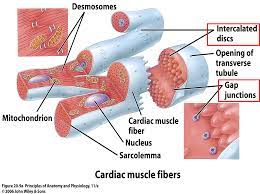 Cardiac Muscle Human Anatomy And Physiology Exercise Physiology Cardiac
