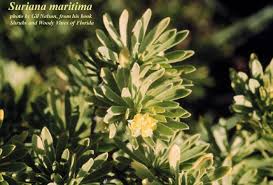 Image result for Surianaceae