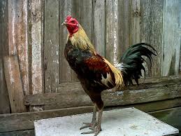 Bentuk ayam yang ideal adalah bulat memanjang seperti botol dengan bagian dada yang melebar. 5 Ciri Ayam Bangkok Birma Yang Bagus Ayam Istimewa