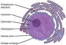 Hertwig gave nucleo plasmic index. Cell Nucleus Functions Structure And Composition