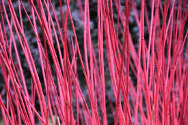 Image result for Artabotrys collinus