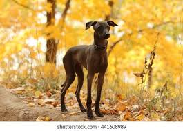 Puppyfind® provides a convenient and efficient means of selecting and purchasing the perfect italian greyhound puppy (or italian greyhound puppies) from the comfort of your home, 24 hours a day, 7 days a week. Mini Italian Greyhound Stock Photo Edit Now 441608989