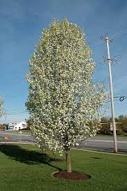Cleveland Select Ornamental Pear Pyrus Calleryana Cleveland Select In Denver Centennial Littleton Aurora Parker Colorado Co At Tagawa Gardens