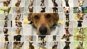Adopt an animal from our shelter! Harris County Animal Shelter Overwhelmed With Over 400 Dogs Cats Khou Com