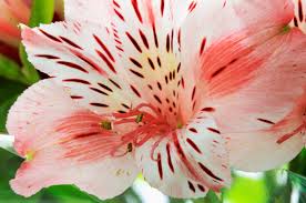 Check spelling or type a new query. Home Flower Meaning
