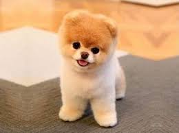 Well you're in luck, because here they come. Pomeranian Cute Teacup Puppies World Cutest Dog Pomeranian Puppy Teacup