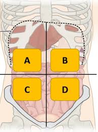 Anatomy of the abdomen 3 anatomically its. 1 04 Anatomical Terminology Body Cavities