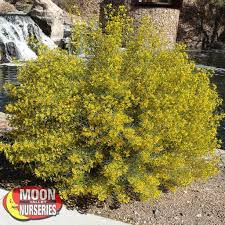 Image result for Cassia angolensis