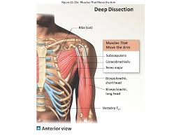 Originates from the lower ribs b. Table 11 7 Anterior Muscles Of The Neck Figure 11 9 Ppt Video Online Download