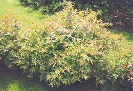 Dwarf bush honeysuckle is a great shrub for those difficult dry, shaded areas. Pin On Landscaping