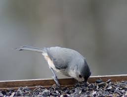 Grey Birds That Look Like Cardinals Tufted Titmouse Titmouse Bird Titmouse Tufted