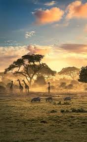 Fall In Zimbabwe Africa En 2021 Paysage Savane Paysage Africain Photos Paysage