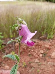 Image result for Sesamum radiatum