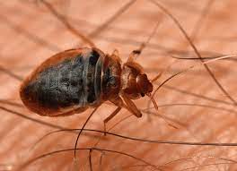 This process can sometimes require more than one treatment. Where Do Bed Bugs Come From