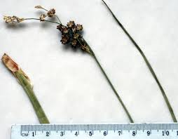Image result for Juncus punctorius
