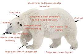 How long does a polar bear dive for? Polar Bear Kidcyber