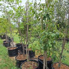 Image result for Cladostemon kirkii