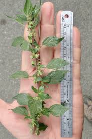 Image result for Parietaria