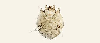 Image result for Sarcoptes scabiei