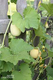 Our favorites include spaghetti squash. Growing Spaghetti Squash From Seed To Harvest