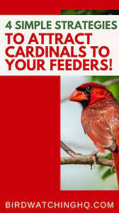 4 Simple Strategies To Attract Cardinals To Your Feeders 2021 Video Video Wild Bird Feeders Best Bird Feeders Backyard Birds Watching